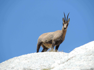 Parco dei Sibillini, al via il censimento del camoscio appenninico: aperte le adesioni per i volontari